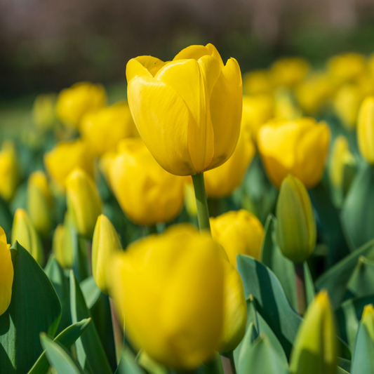 PREVENTA PACK BULBOS DE TULIPAN NOVI SUN