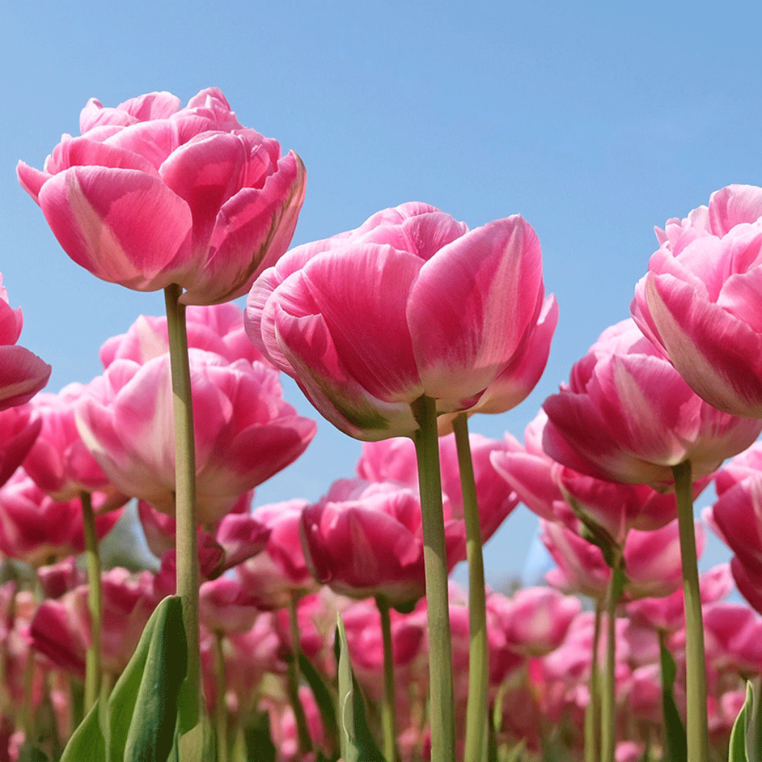 PREVENTA BULBOS DE TULIPÁN VOGUE