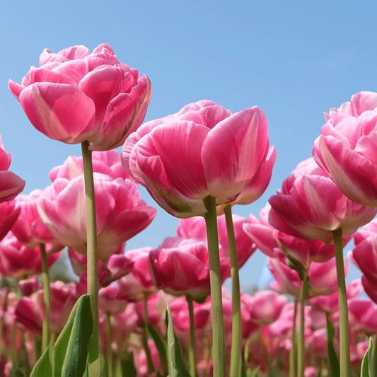 PREVENTA BULBOS DE TULIPÁN VOGUE