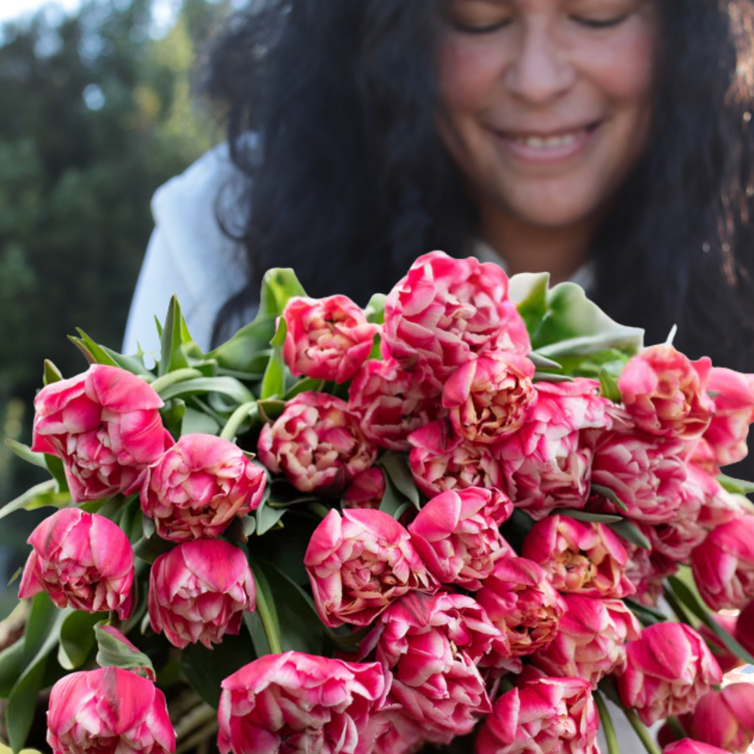 PREVENTA BULBOS DE TULIPÁN COLUMBUS