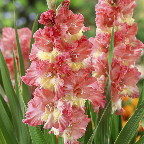BULBOS GLADIOLOS PINK LACE PACK 10 UNIDADES