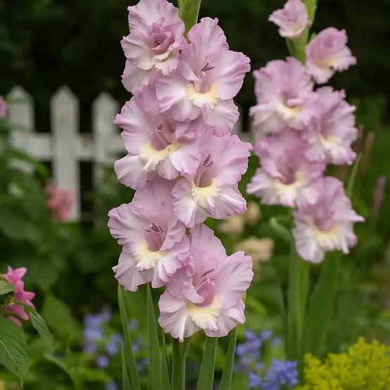 CAJITA PACK BULBOS LILIUMS Y GLADIOLOS