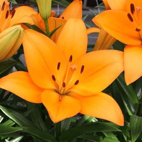 CAJITA PACK BULBOS LILIUMS Y GLADIOLOS