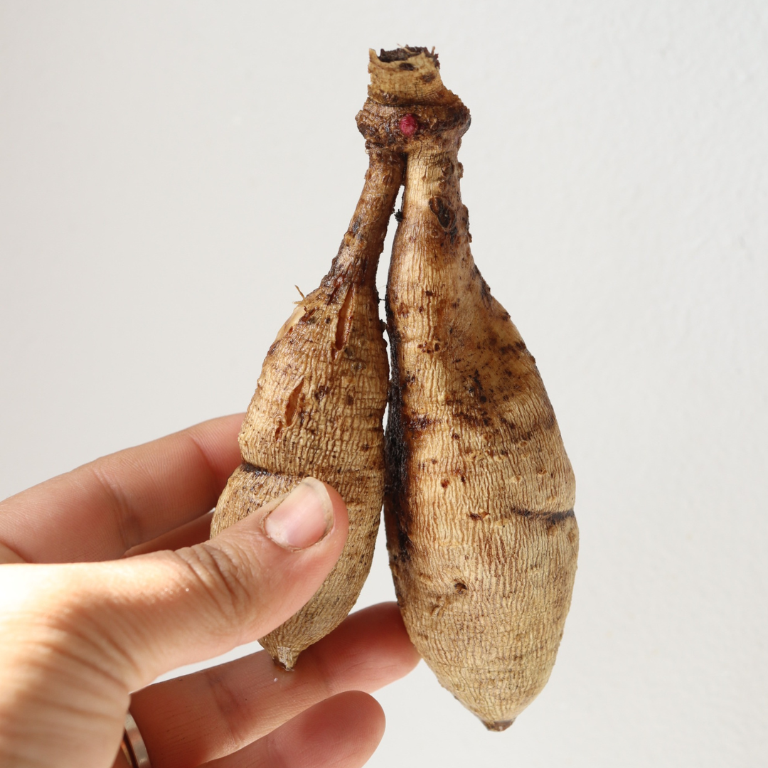 TUBER DALIA CORNEL BOLA BURDEO
